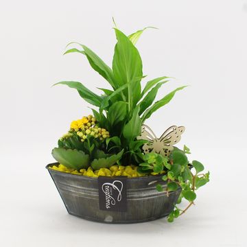 Ετοιμασίες Houseplants