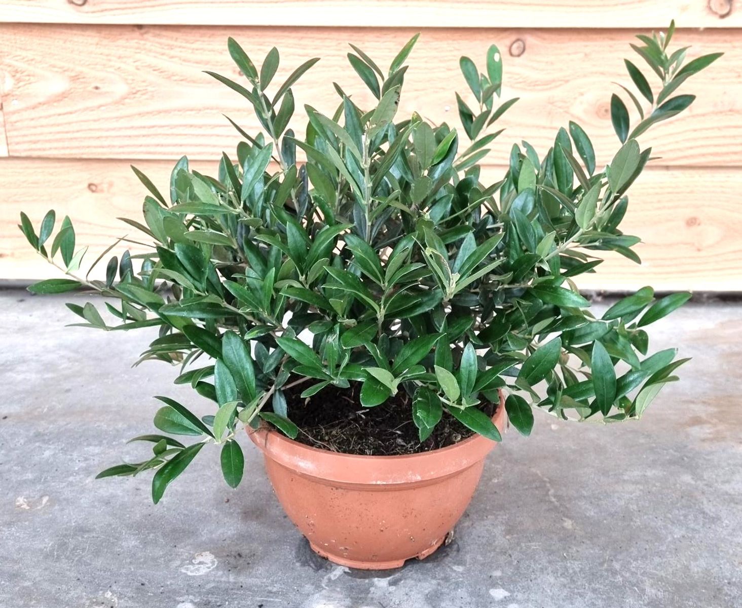 olea-europaea-plant-wholesale-floraccess
