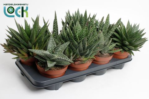 Gasteria MIX