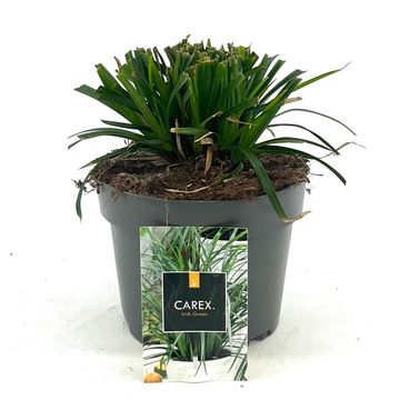 Carex morrowii 'Irish Green'