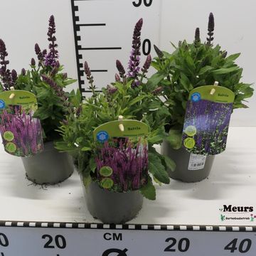 Salvia nemorosa MIX
