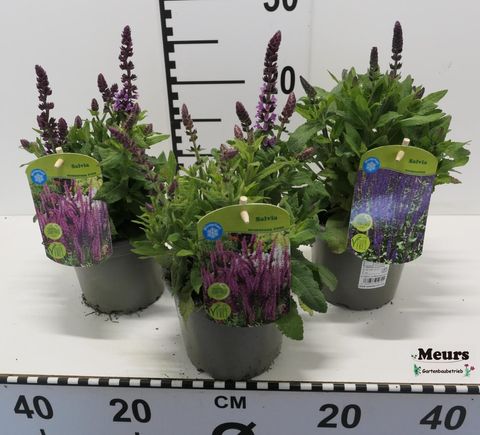 Salvia nemorosa MIX