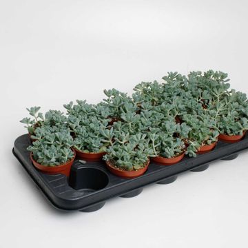 Sedum commixtum