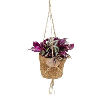 Plantes d'interieur MIX