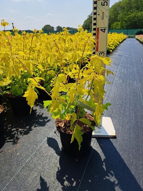 Acer negundo 'Kelly’s Gold'