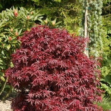 Acer palmatum 'Shaina'