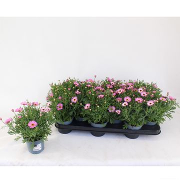 Argyranthemum frutescens CYMBALS LIGHT PINK