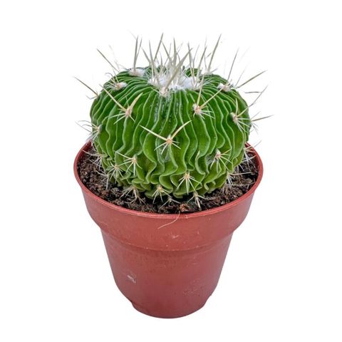 Stenocactus multicostatus