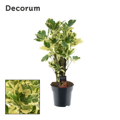Trojskrzyn variegatum 'Eburneum'
