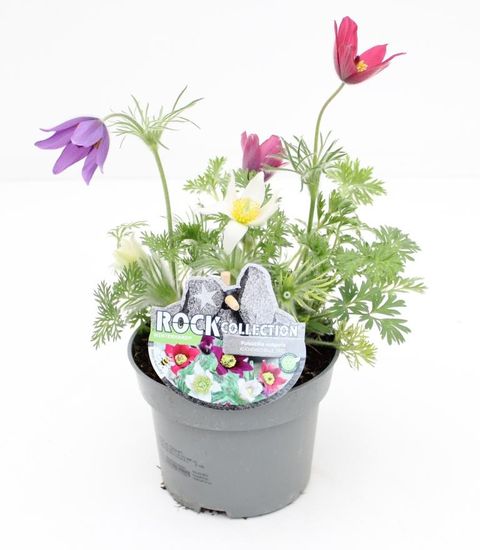 Pulsatilla vulgaris MIX IN POT