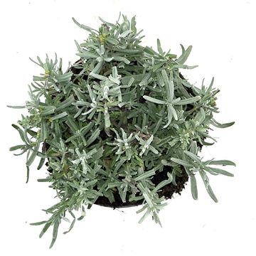 Lavandula angustifolia 'Hidcote'