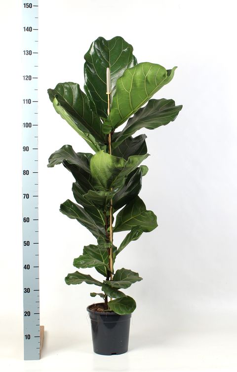 Ficus lyrata