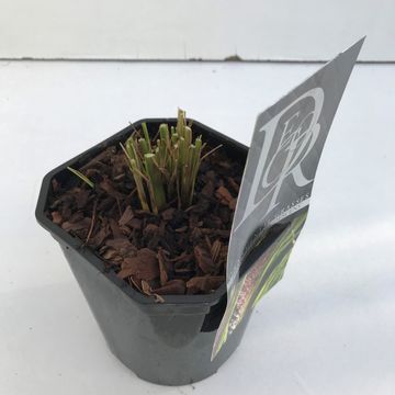 Pennisetum alopecuroides 'Viridescens'