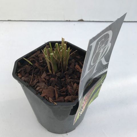 Pennisetum alopecuroides 'Viridescens'