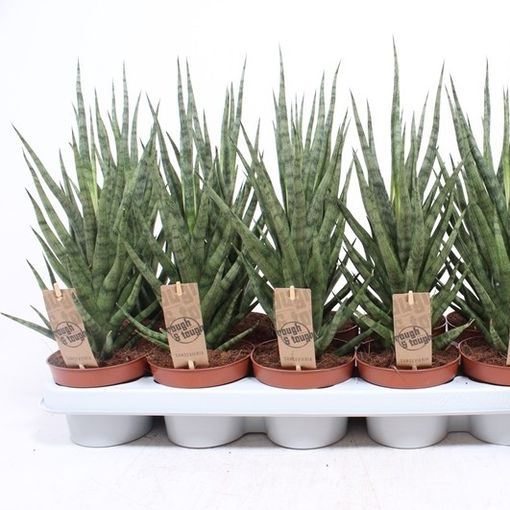 Sansevieria cylindrica TORCH