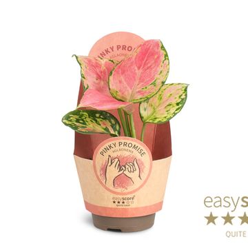 Aglaonema 'Pinky'