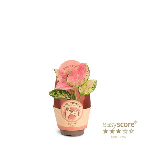 Aglaonema 'Pinky'