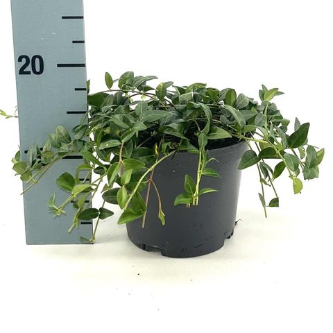 Vinca minor