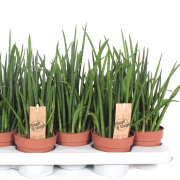 Sansevieria bacularis