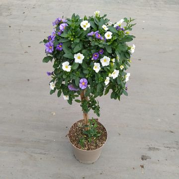 Solanum rantonnetii MIX IN POT