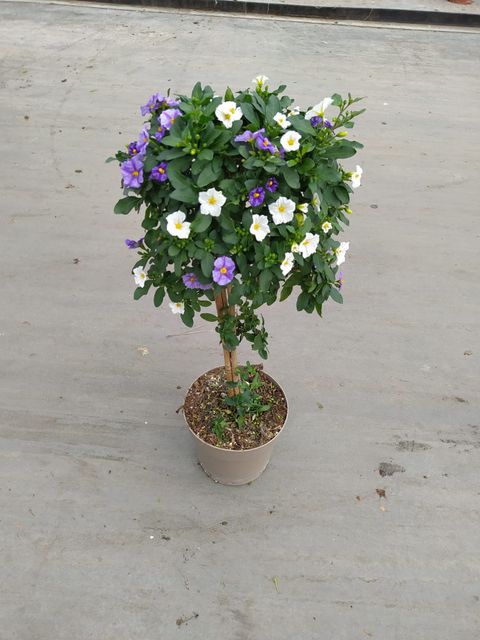 Solanum rantonnetii MIX IN POT