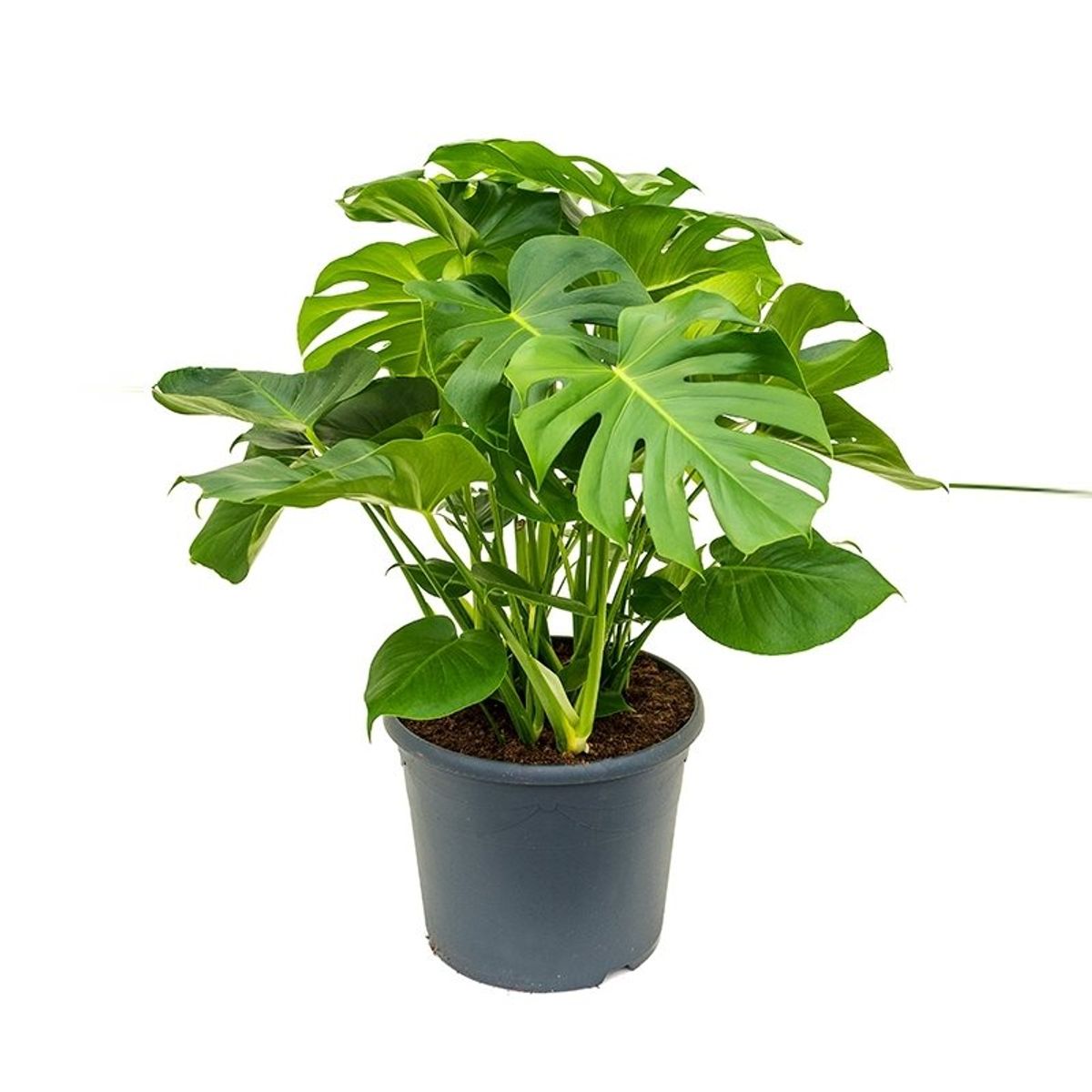 Комнатные Цветы Монстера Каталог С Фотографиями – Telegraph