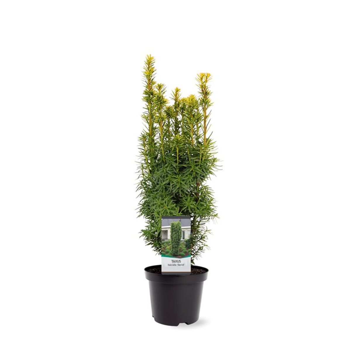 Taxus baccata 'David' — Plant Wholesale FlorAccess