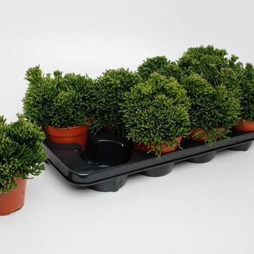 Hatiora salicornioides