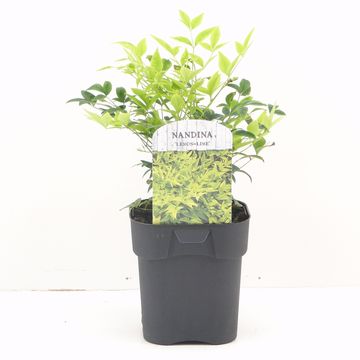 Nandina domestica MAGICAL LEMON & LIME