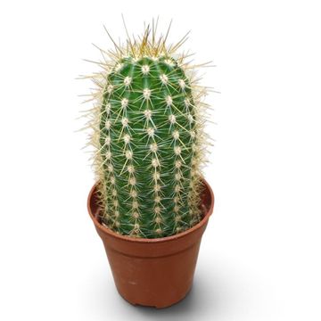 Trichocereus vatteri