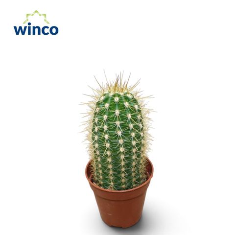 Trichocereus vatteri