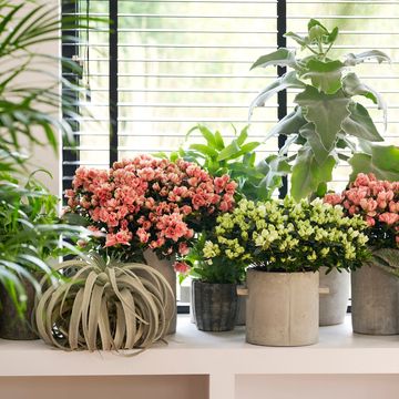 Rhododendron HORTINNO LIME MIX