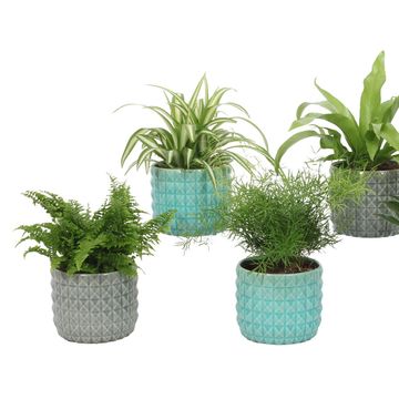 Plantas de interior MIX