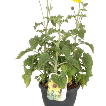 Helianthus annuus SUNBLAST