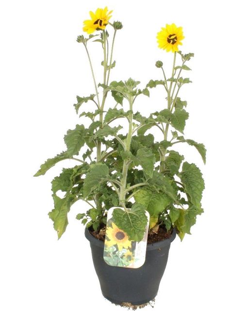 Helianthus annuus SUNBLAST