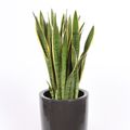 Sansevieria trifasciata 'Laurentii'