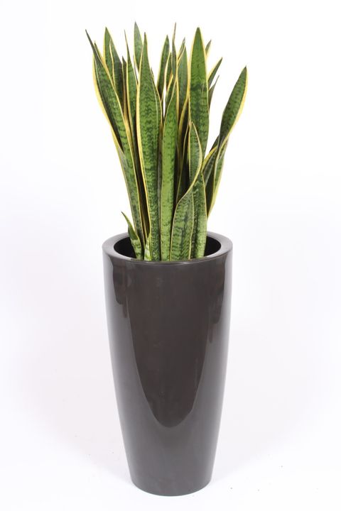 Sansevieria trifasciata 'Laurentii'