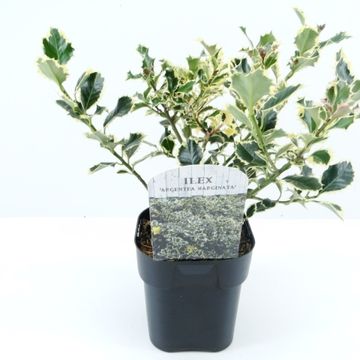 Ilex aquifolium 'Argentea Marginata'