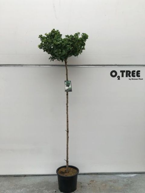 Ginkgo biloba 'Mariken'