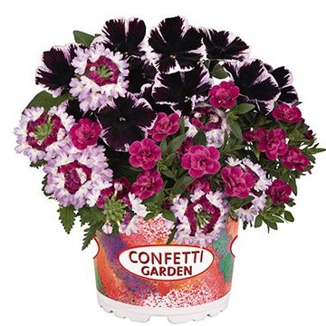 Vaste planten MIX IN POT