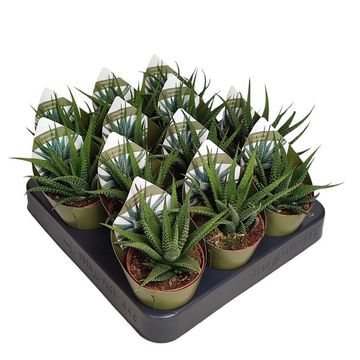 Haworthia 'Universe'