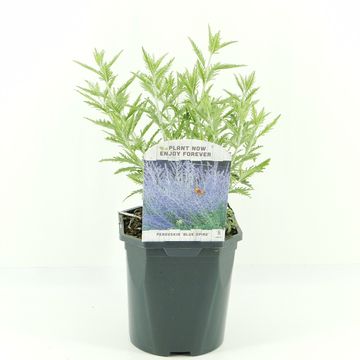 Perovskia atriplicifolia