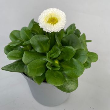 Bellis perennis 'Rusher White'