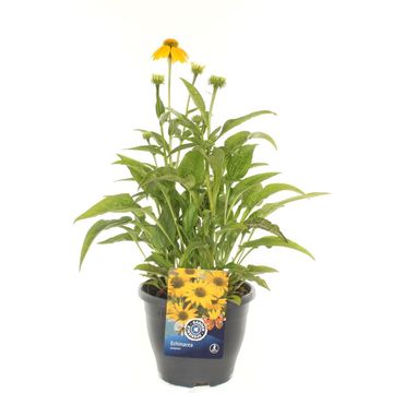Echinacea LAKOTA YELLOW