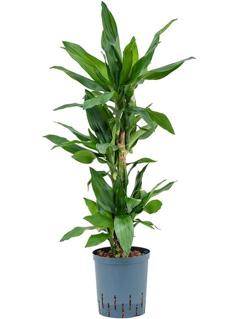 Dracaena fragrans 'Burundii'