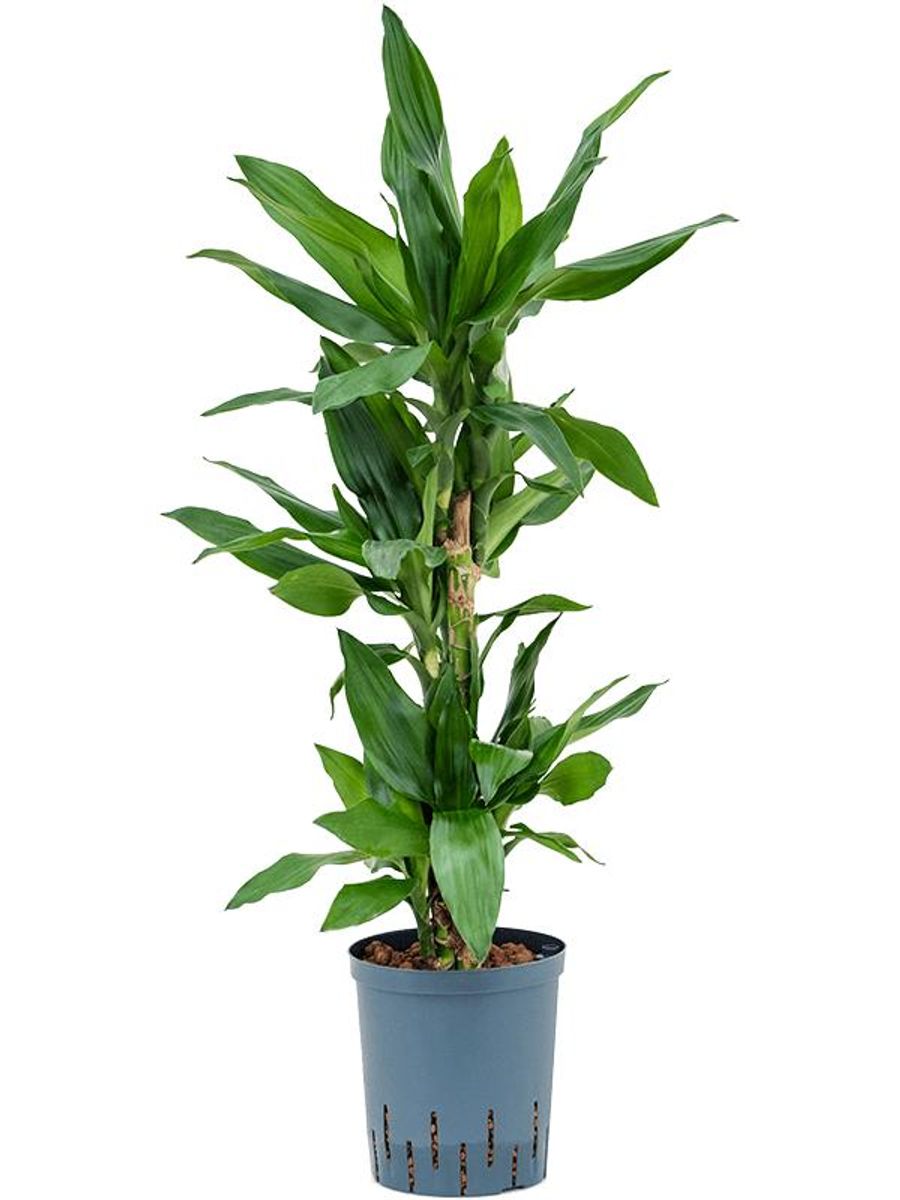 Dracaena fragrans 'Burundii' en Grigio