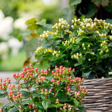 Hypericum MIRACLE MIX