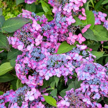 Hydrangea serrata BARCA