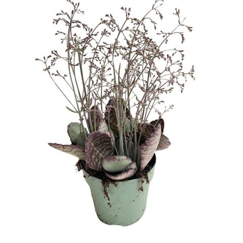 Kalanchoe humilis — Plant Wholesale FlorAccess