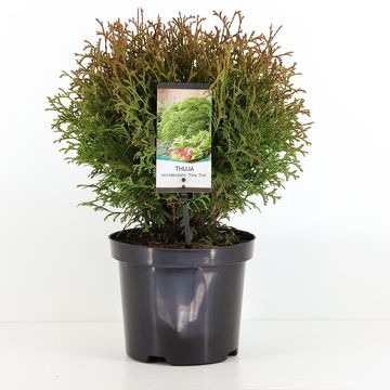 Thuja occidentalis 'Tiny Tim'